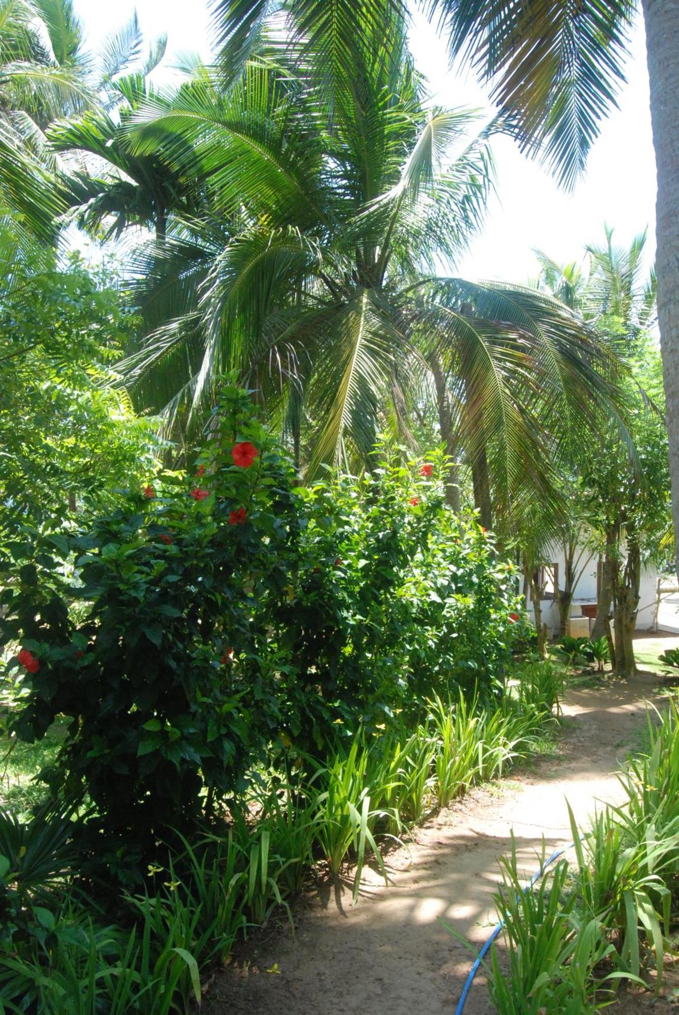 מלון דיקוולה The Saffron House מראה חיצוני תמונה